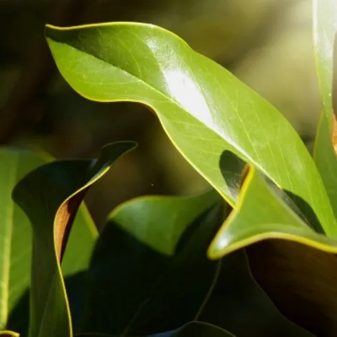 Clove Leaf Indonesia Essential Oil Rectified 4